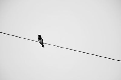 Low angle view of bird perching on cable against sky