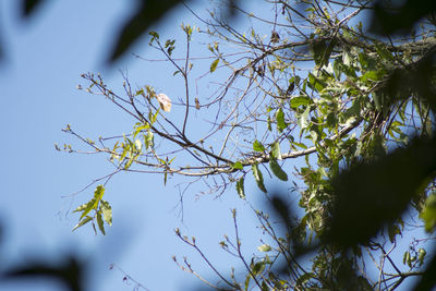 Low angle view of tree against sky