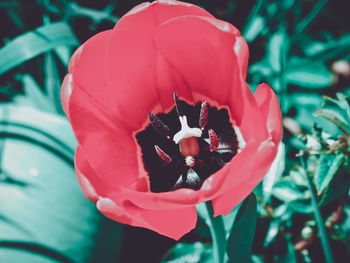 Close-up of red tulip