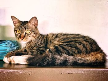 Close-up portrait of a cat resting