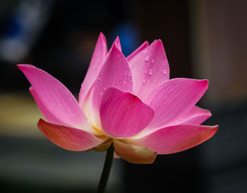 Close-up of pink water lily