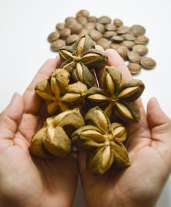 Close-up of hand holding vegetables