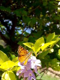 Close-up of butterfly pollinating on flower