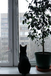 Portrait of cat sitting on window sill at home
