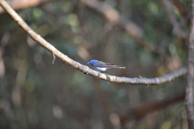 Close-up of bird perching on branch