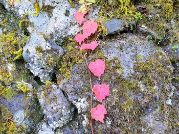 High angle view of pink rose on rock