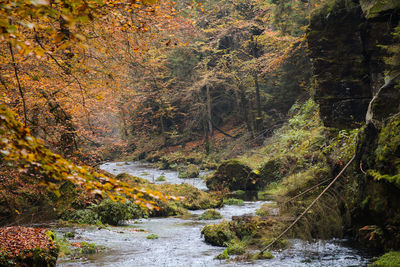 River amidst trees in forest during autumn