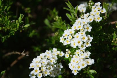 Close-up of white flowering plant