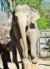 Elephant in forest