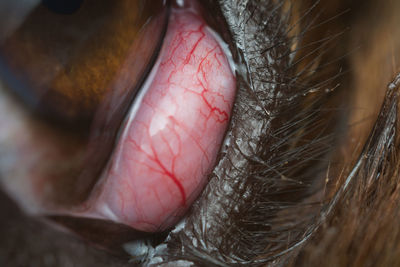 Close-up of ulcer on dog skin