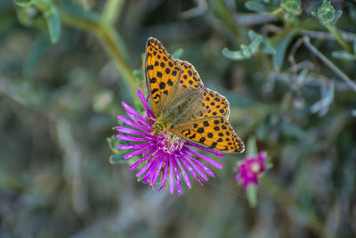 Close-up of butterfly pollinating on flower