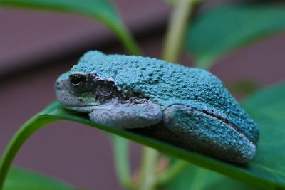 Close-up of lizard on leaf