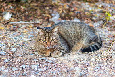 Portrait of cat relaxing on land
