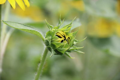 Close-up of flowering plant