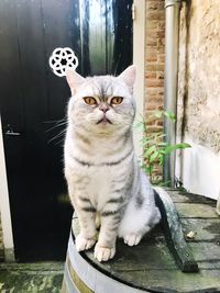 Portrait of cat sitting outdoors