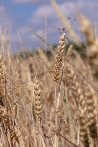 crop
