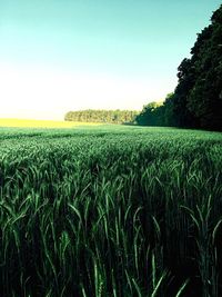 Scenic view of wheat field against clear sky