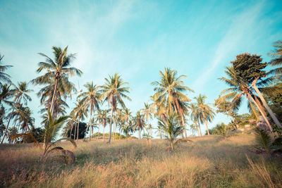 Palm trees on field against sky