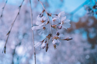 Close-up of cherry blossoms in spring