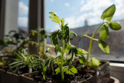 Close-up of potted plant