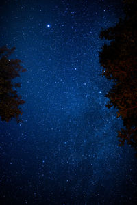 Low angle view of trees against sky at night