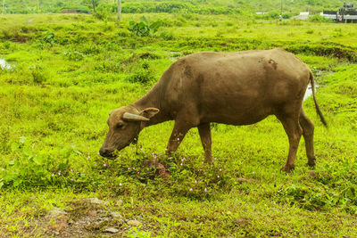 Sheep grazing in a field