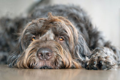 Close-up portrait of a dog