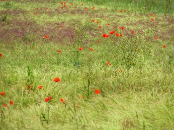 Red poppies growing on field