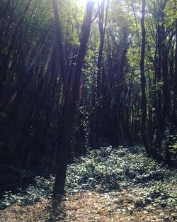 Scenic view of forest