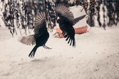 Flock of birds on a field