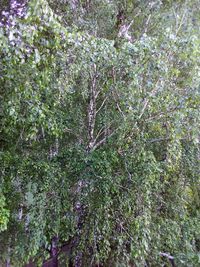 Full frame shot of trees in forest