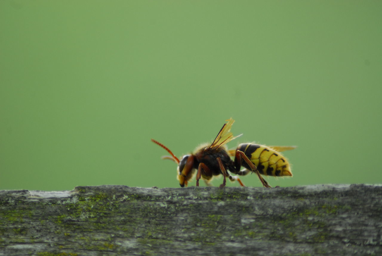 animal themes, animals in the wild, wildlife, one animal, insect, full length, close-up, zoology, focus on foreground, day, nature, no people, flying, herbivorous, green color, crawling, animal behavior