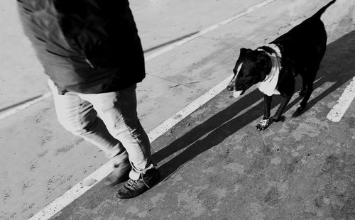 Low section of person with dog on street