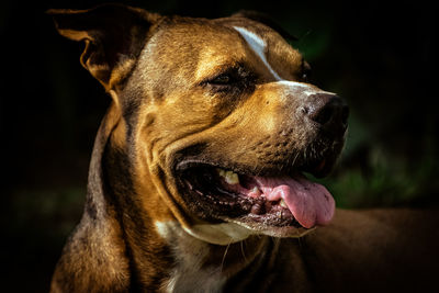 Close-up of a dog looking away
