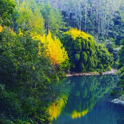 Scenic view of pond