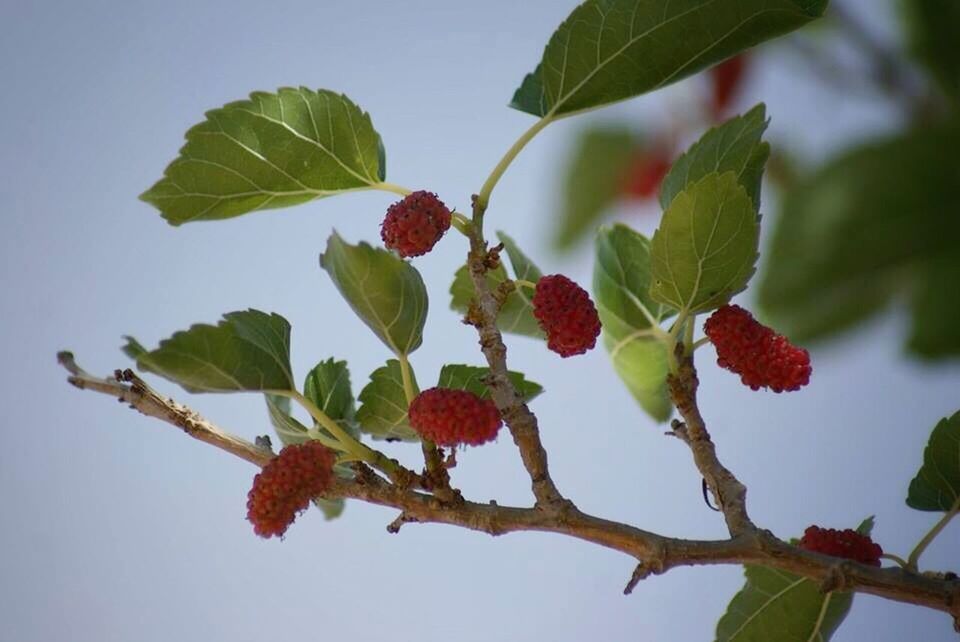 fruit, leaf, freshness, food and drink, growth, food, branch, red, berry fruit, healthy eating, tree, close-up, nature, berry, ripe, plant, beauty in nature, low angle view, growing, cherry