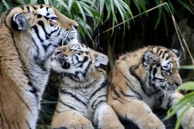 Tiger and cubs in a zoo