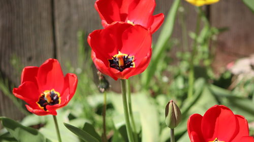 Close-up of red tulips