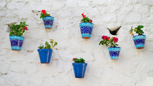 Potted plants by wall