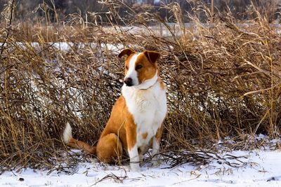 Dog sitting on field during winter