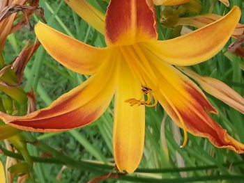 Close-up of day lily blooming outdoors