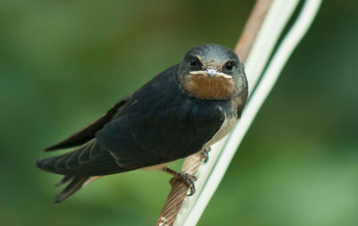 Close-up of bird perching on a plant