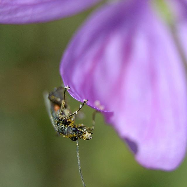 flower, insect, animal themes, animals in the wild, one animal, close-up, fragility, wildlife, focus on foreground, freshness, growth, beauty in nature, purple, nature, selective focus, plant, stem, petal, flower head, outdoors