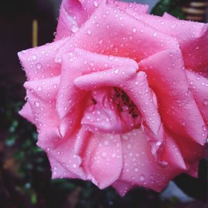 Close-up of water drops on pink rose