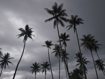 Low angle view of palm trees against sky