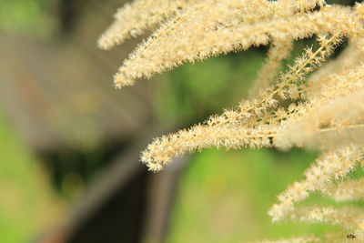 Close-up of white flowering plant