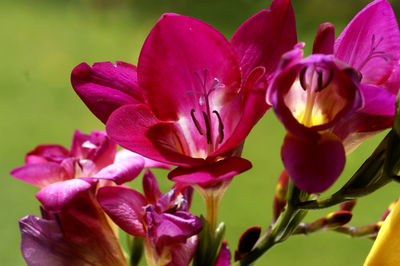 Close-up of pink flowering plant