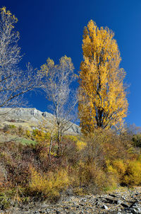 Close-up of tree against blue sky