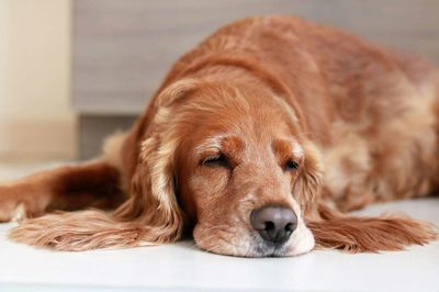 Close-up portrait of dog