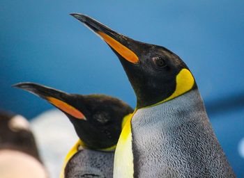 Close up of a bird